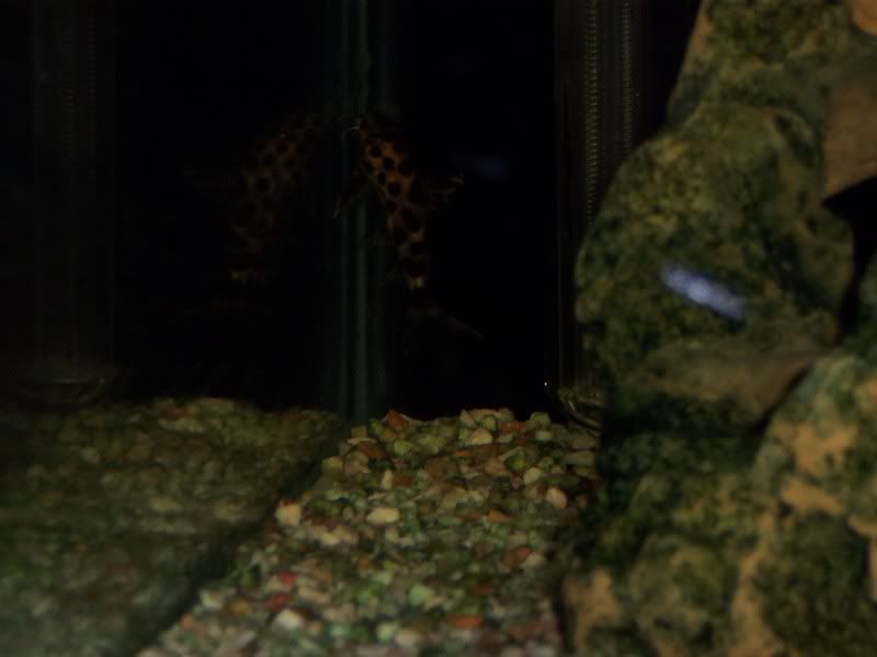 fish3.jpg