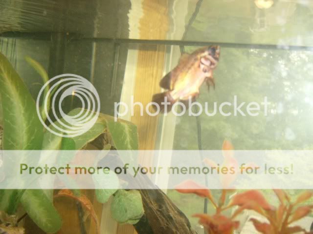 Fishies002.jpg