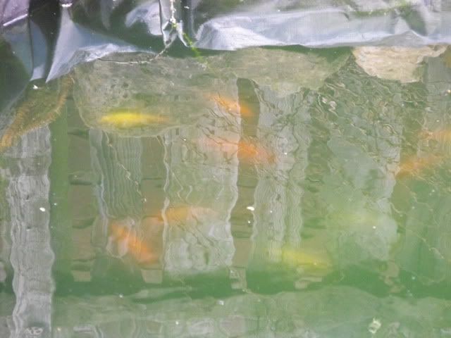 2010_0509algae0002.jpg