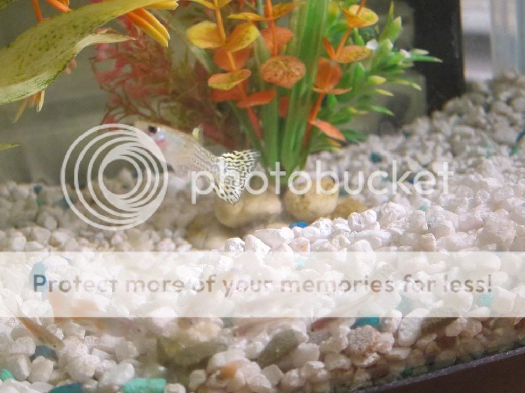 IMG_8549_zps5de3ba28.jpg