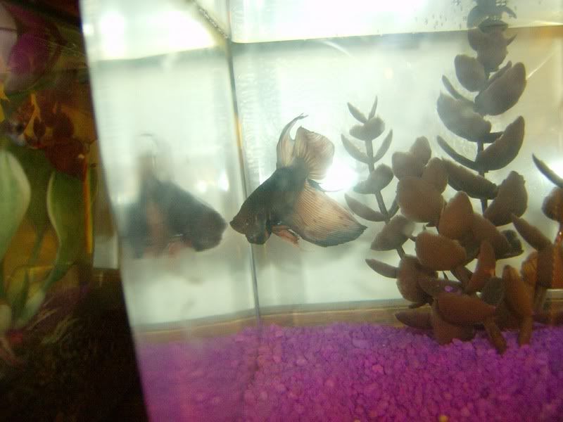 Fishes010.jpg