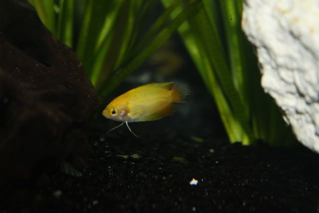 FishTank26-04-09033.jpg