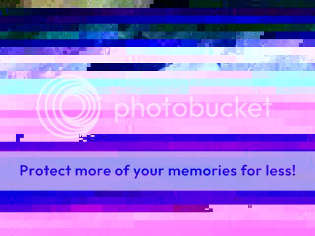 plec.jpg