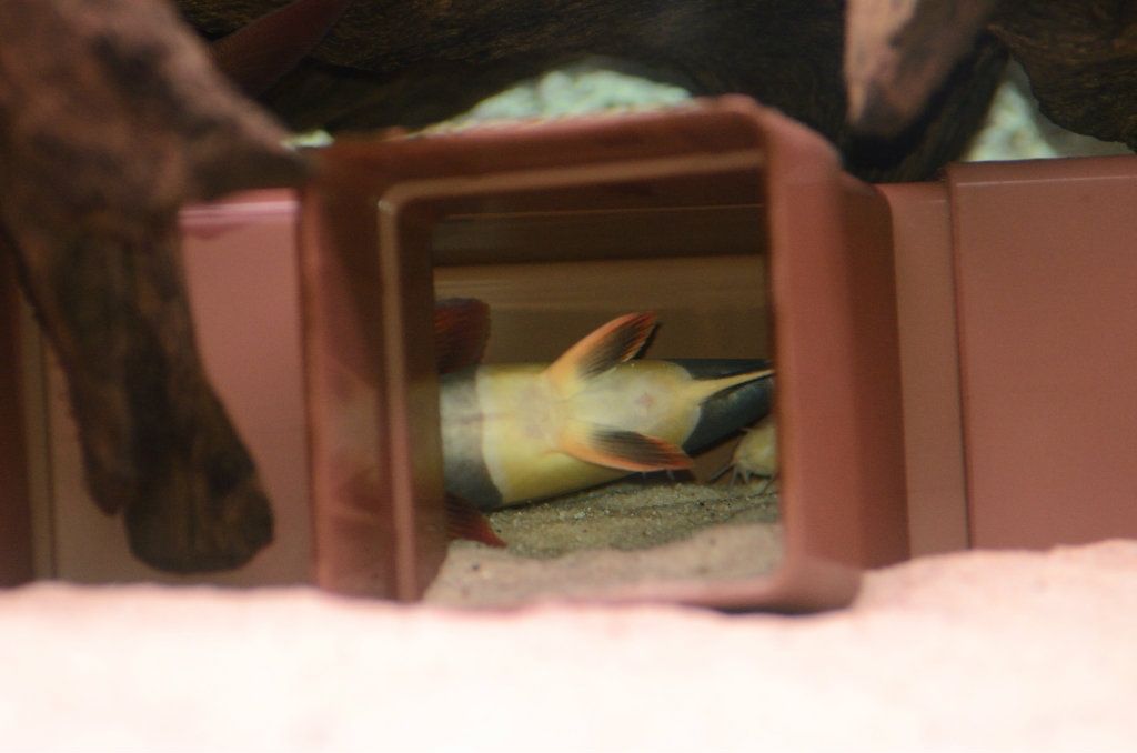 LazyLoach_004.jpg