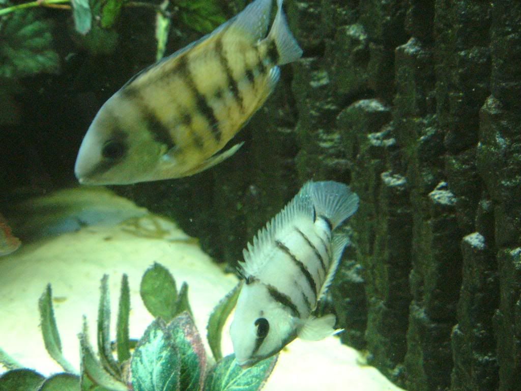 spirillumpair2.jpg