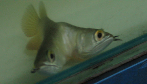 two-head-arowana.jpg