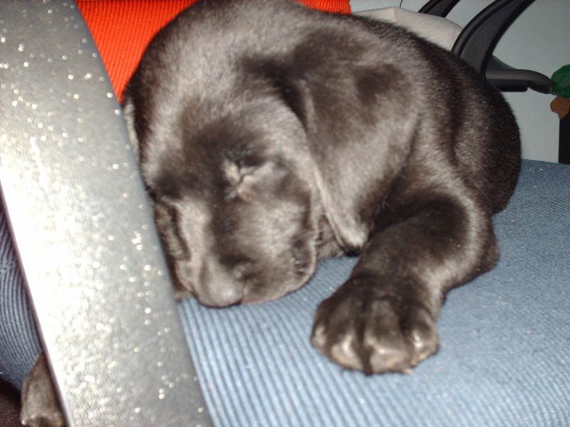 mushypuppy.jpg