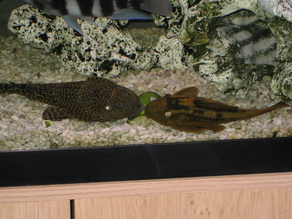 IMG_2802-1.jpg