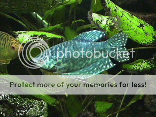 04-05-08_Mr_Man.jpg