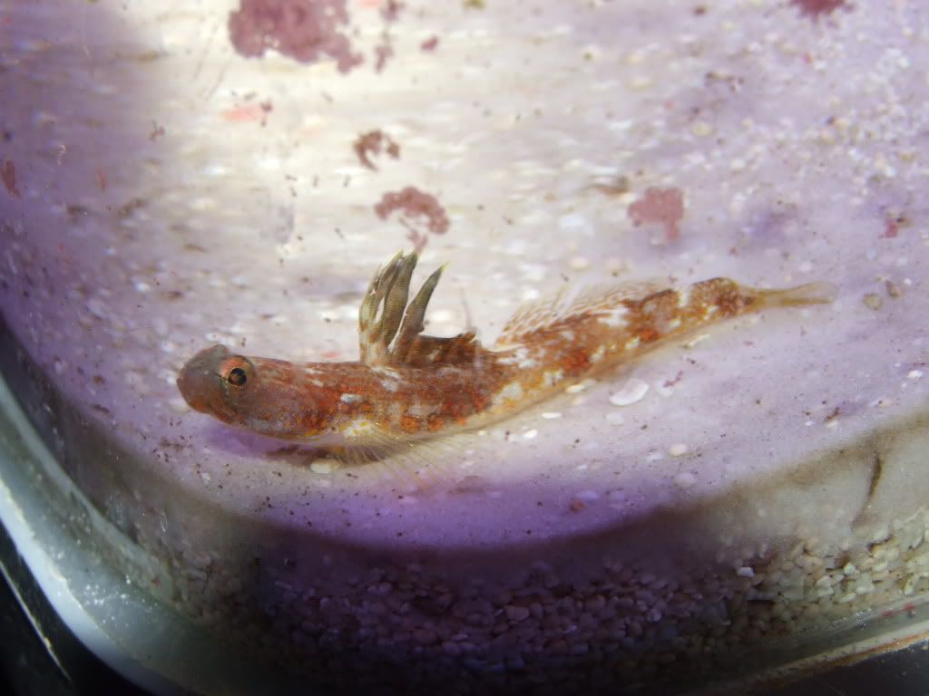 MobytheGoby540.jpg