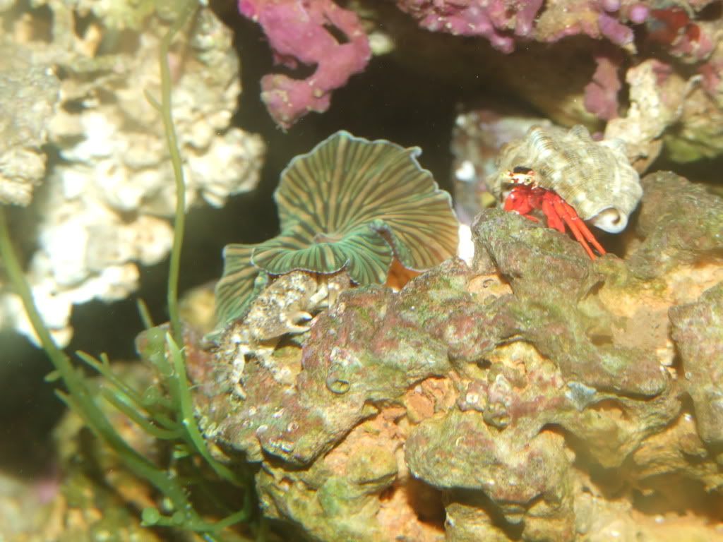 MobytheGoby046.jpg