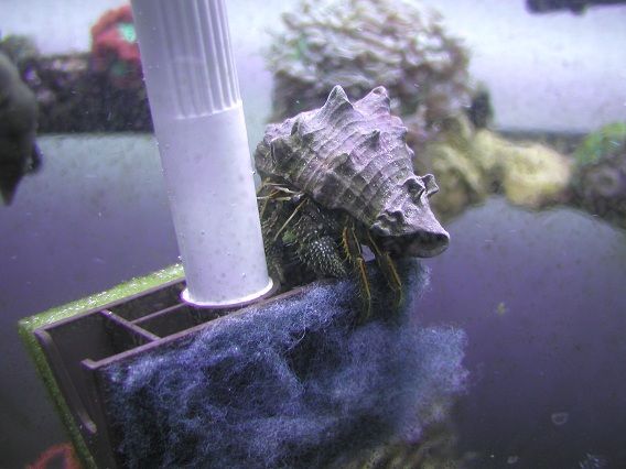 hermit_sponge.jpg
