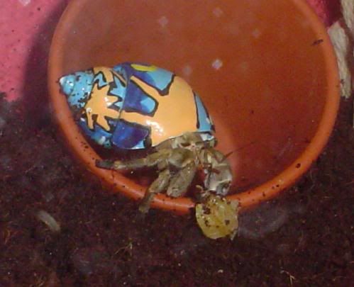 1crab4.jpg