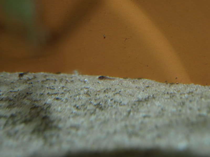 _2212661.jpg
