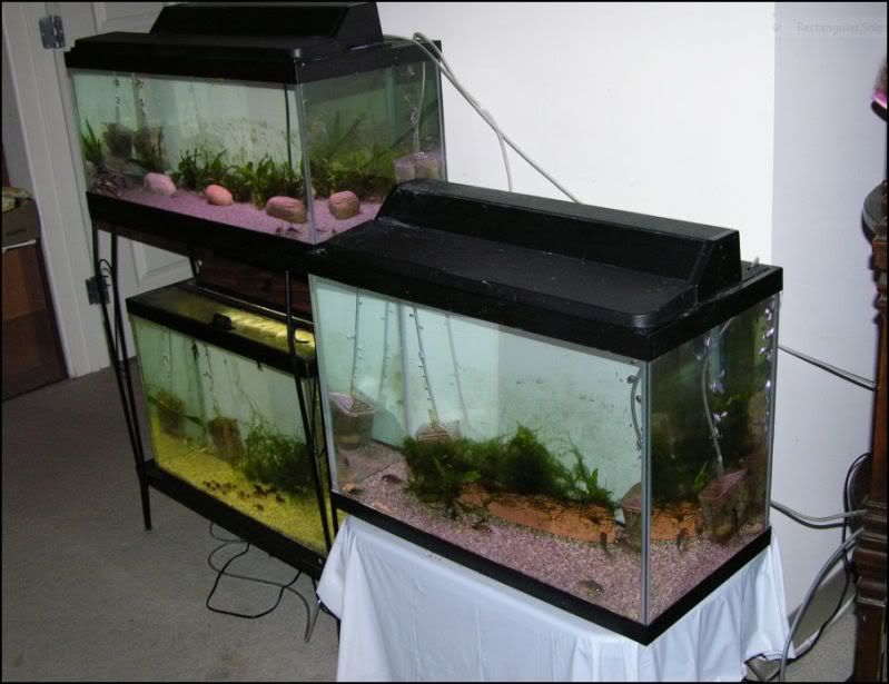 FishRoom4.jpg
