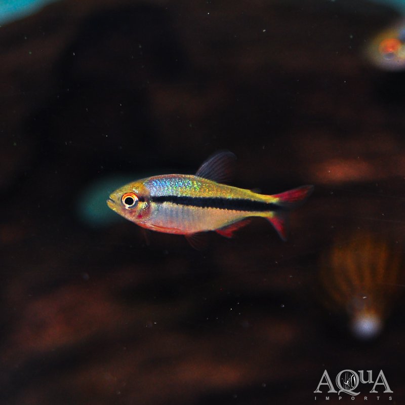 www.aqua-imports.com