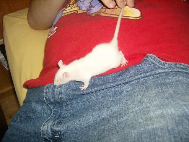 Rats023.jpg
