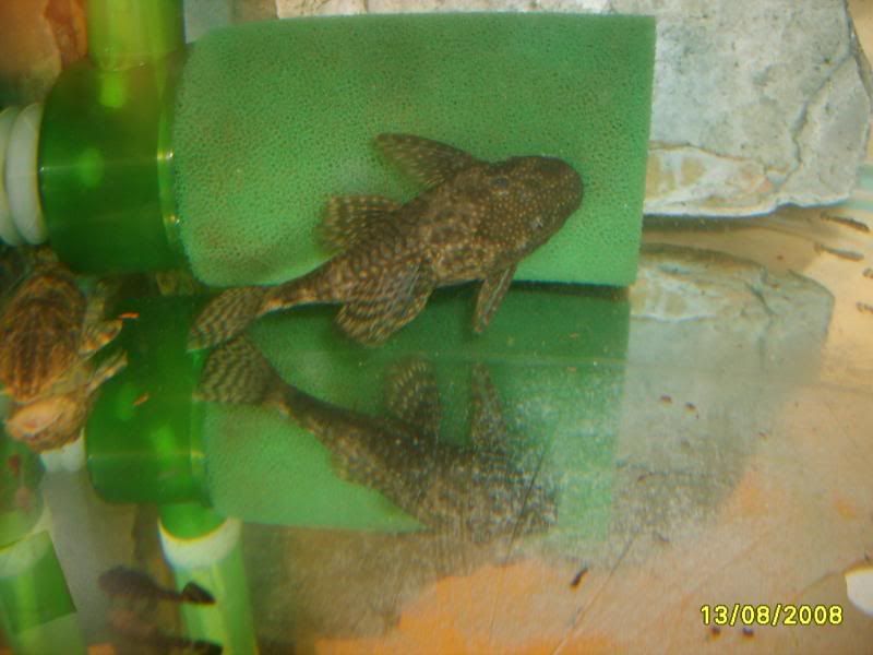S5005323.jpg