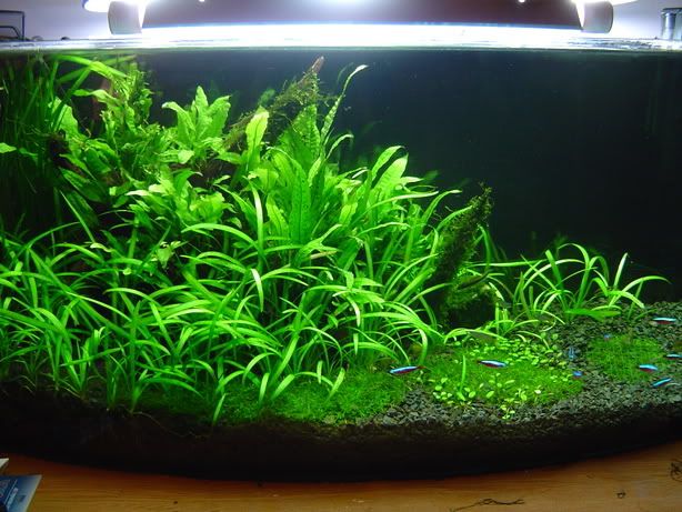 FullTank.jpg