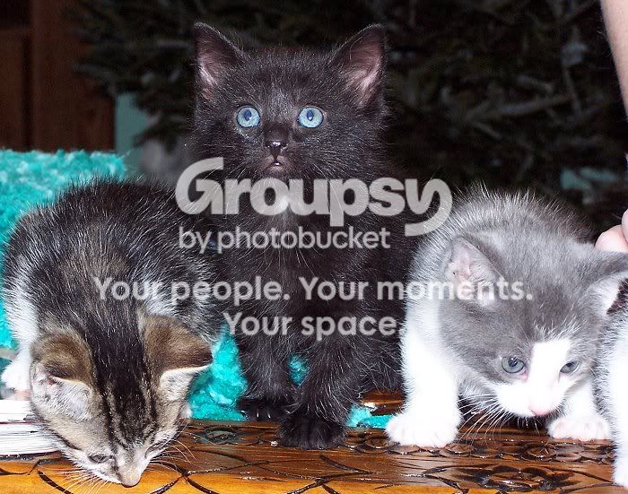 Kittens014.jpg