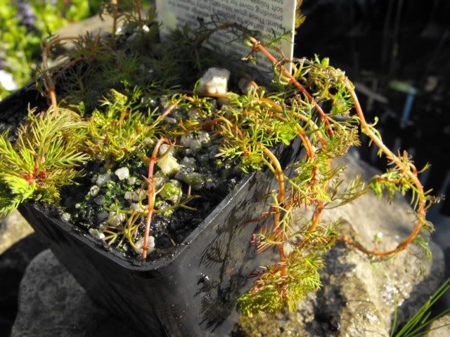 2010_0512pondplants0004.jpg