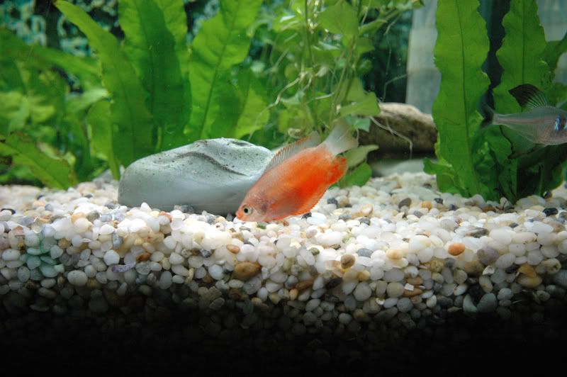 tank8.jpg