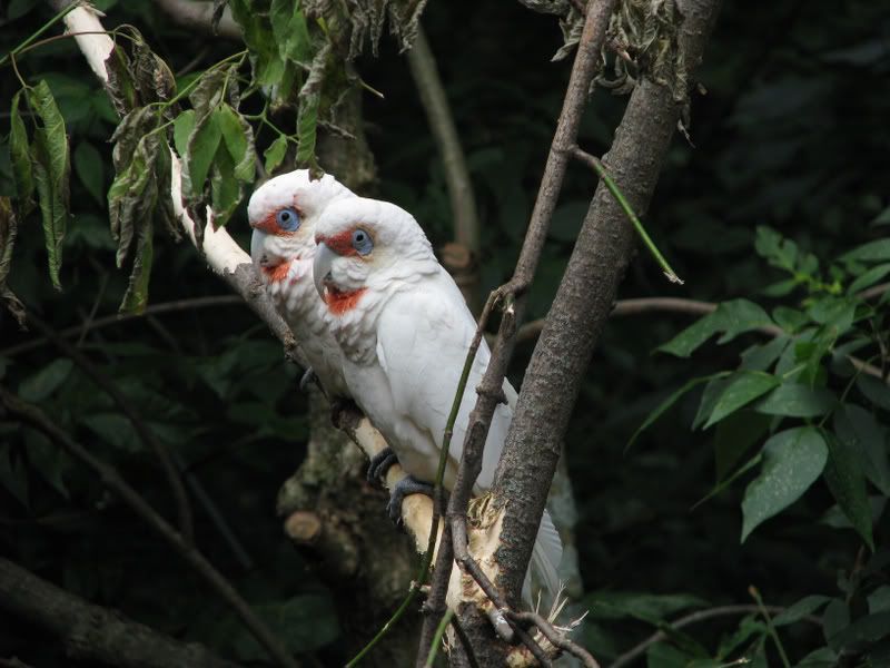 LittleCorellaCockatoos.jpg