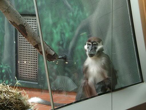 relayzoo013.jpg