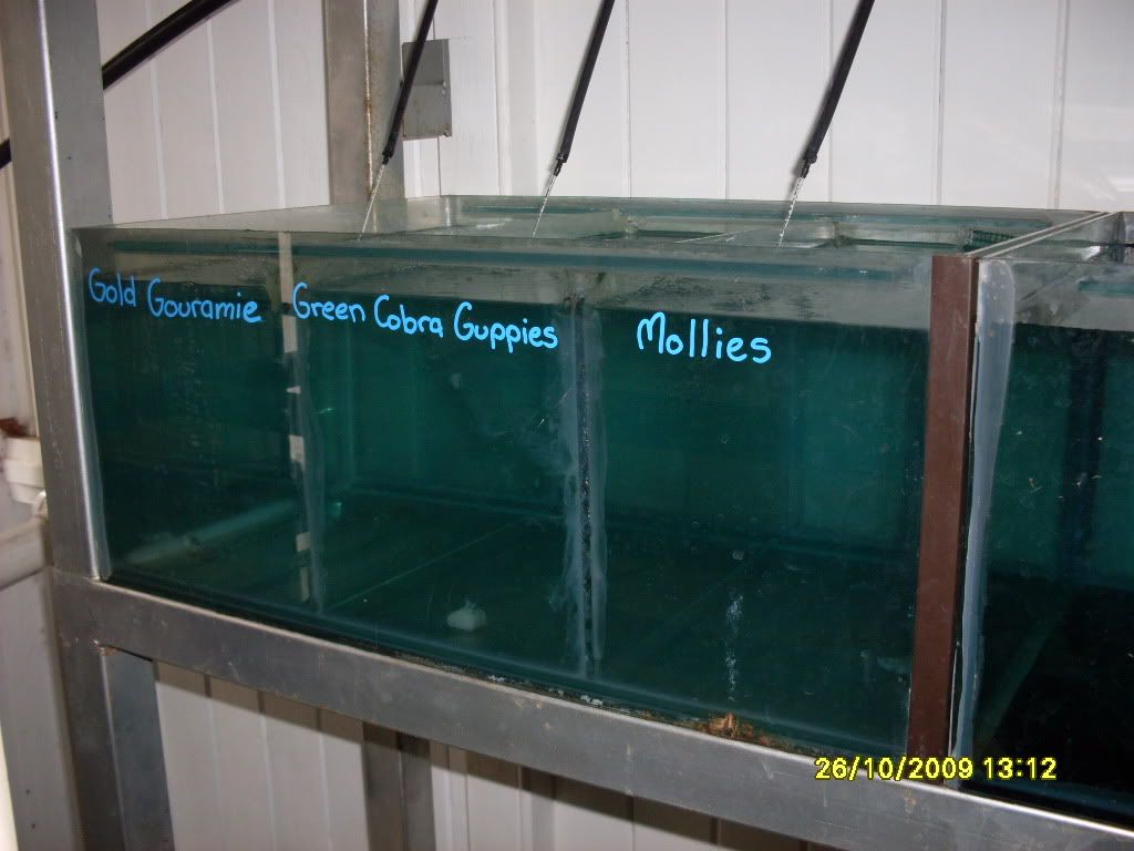 breederssetup2003.jpg