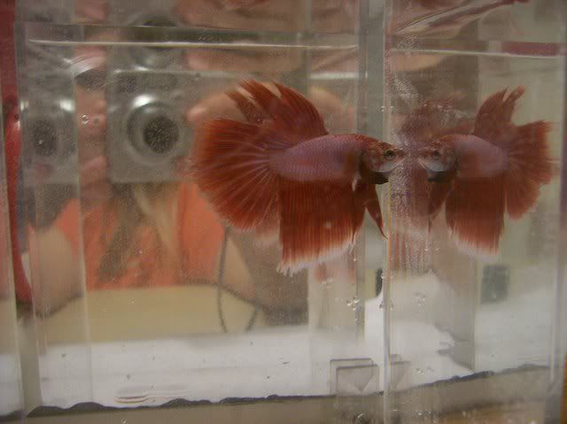 malesinbeanie043.jpg