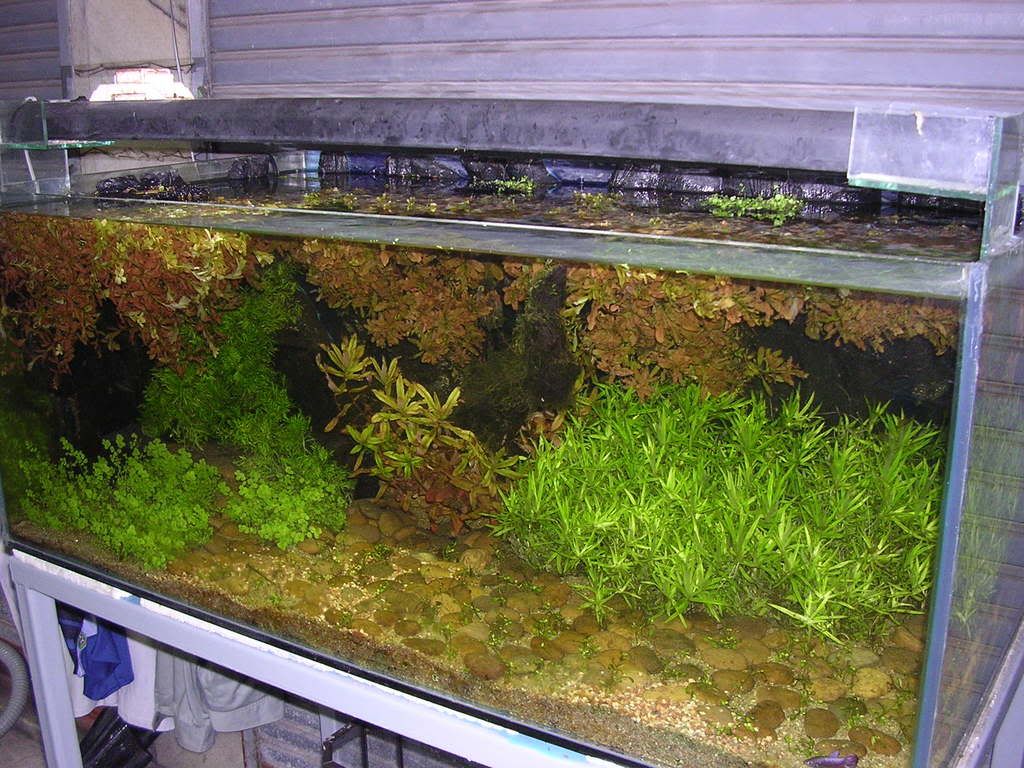 DSCN2452.jpg