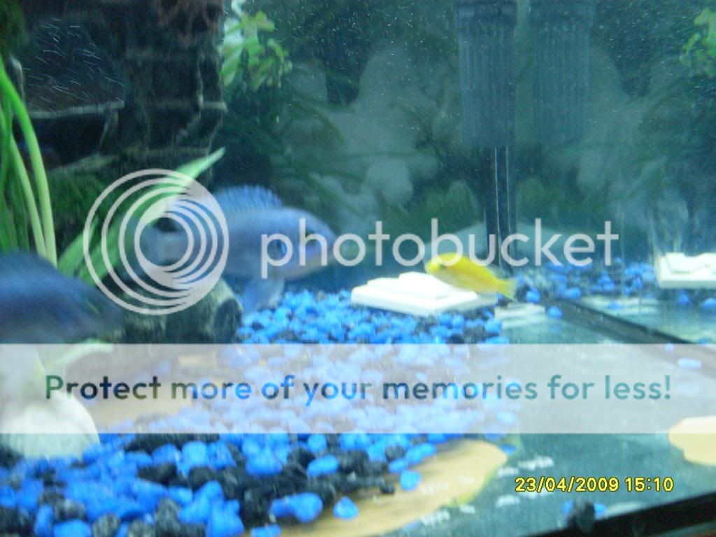 mycichlids007.jpg