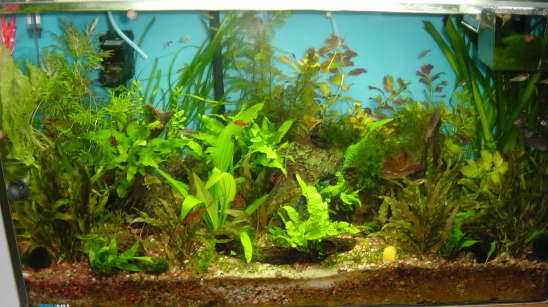 fish161.jpg