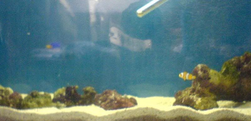 bothfishbigger.jpg