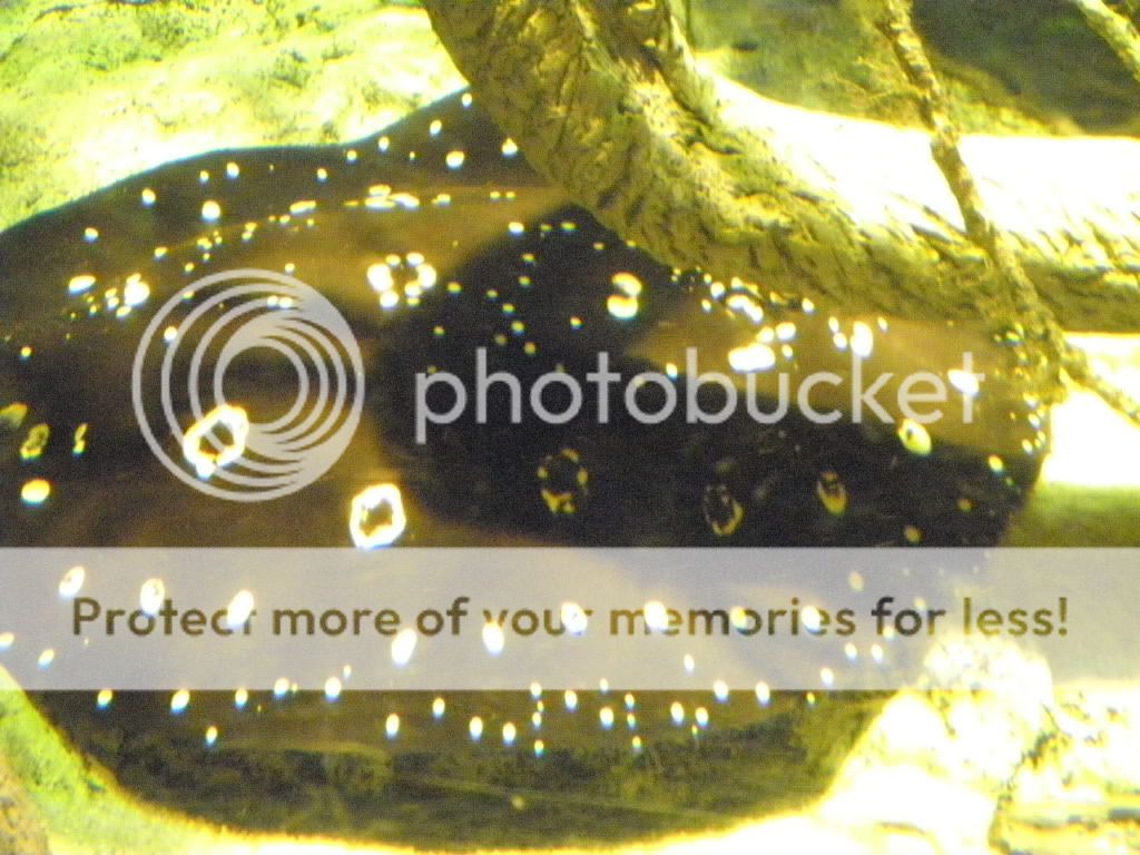 Aquarium39.jpg