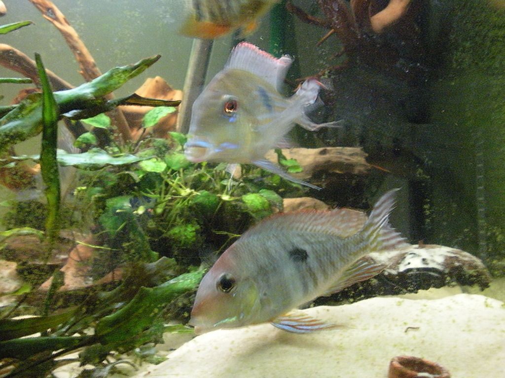 DSCN0105.jpg