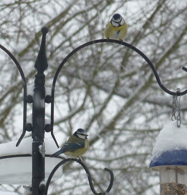 Birds011303_zps6504c09e.jpg