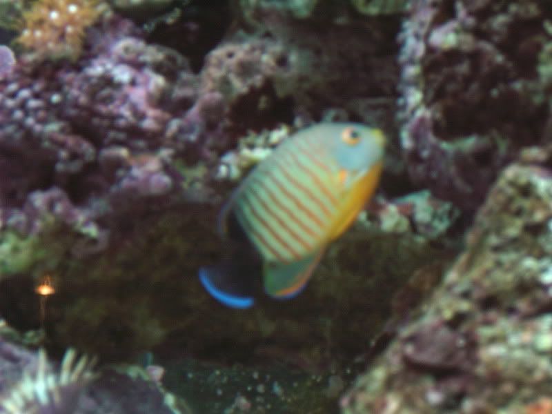 angelfish004.jpg