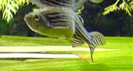 fatdanio.jpg