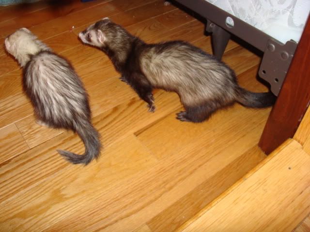 ferrets013.jpg