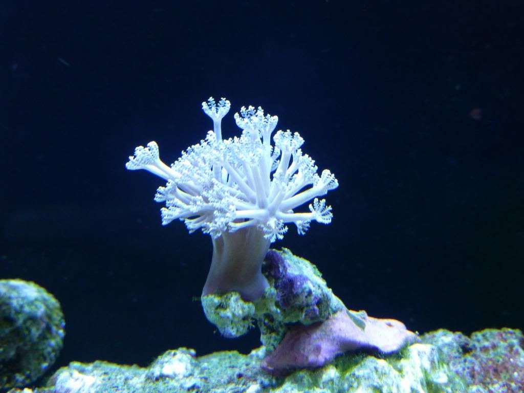 P1000490_zps40cd1d58.jpg