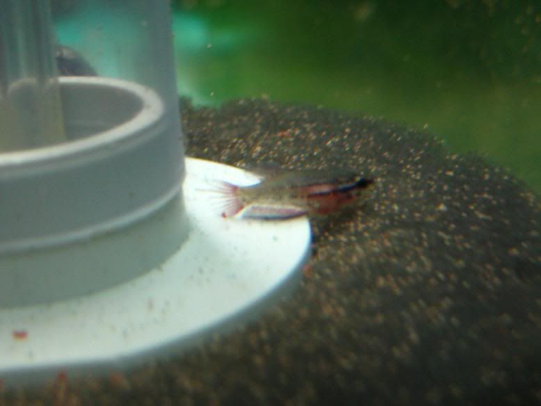 Fish183.jpg