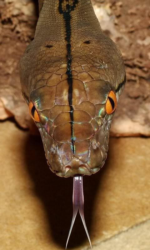 retic.jpg