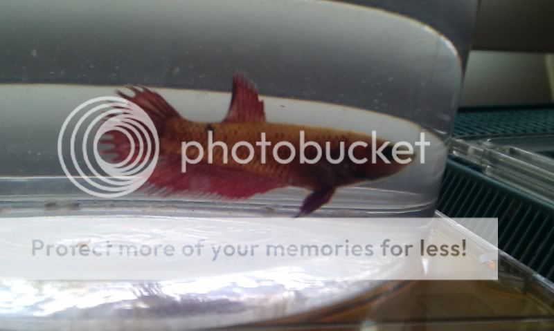 IMAG0064.jpg