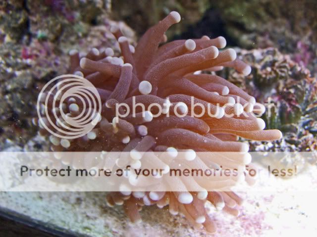 2009_1108Reef0006.jpg
