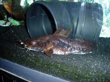 goeldiellaeques2.jpg