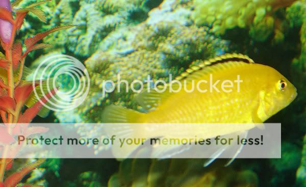 030709cichlids-007.jpg