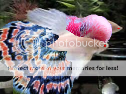 giantfloweralbinobetuppy.png