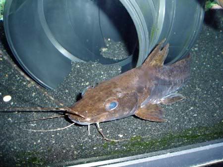 goeldiellaeques1.jpg