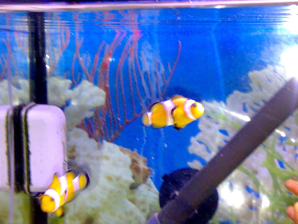 24112008066.jpg